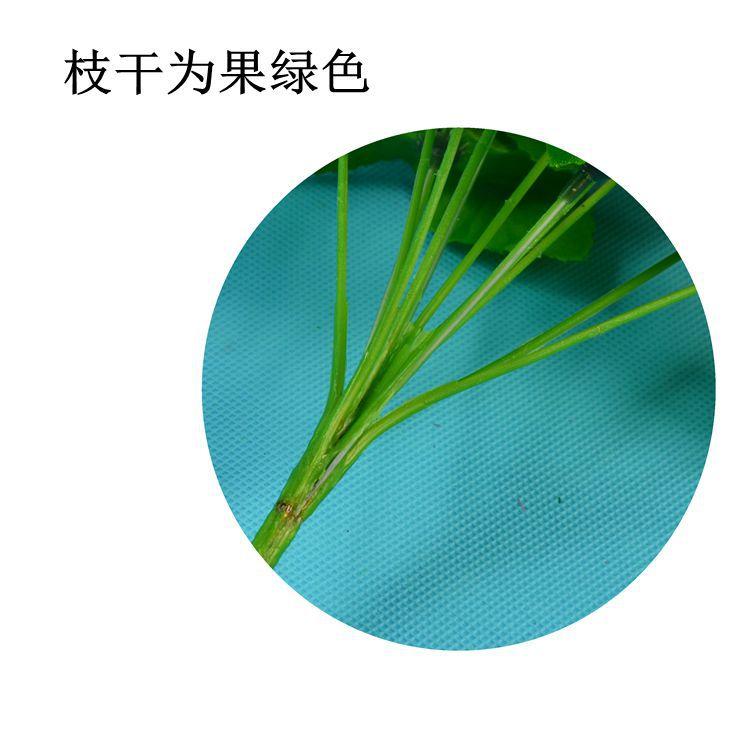 12头爪菊详情2.jpg