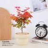 Bonsai de Bordo Vermelho em Vaso Pequeno Bonsai Dançarino Vermelho Bordo Vermelho Japonês Varanda Fácil de Cultivar Folha Vermelha Planta Verde Flor Celebridade da Internet Plantio de Quintal