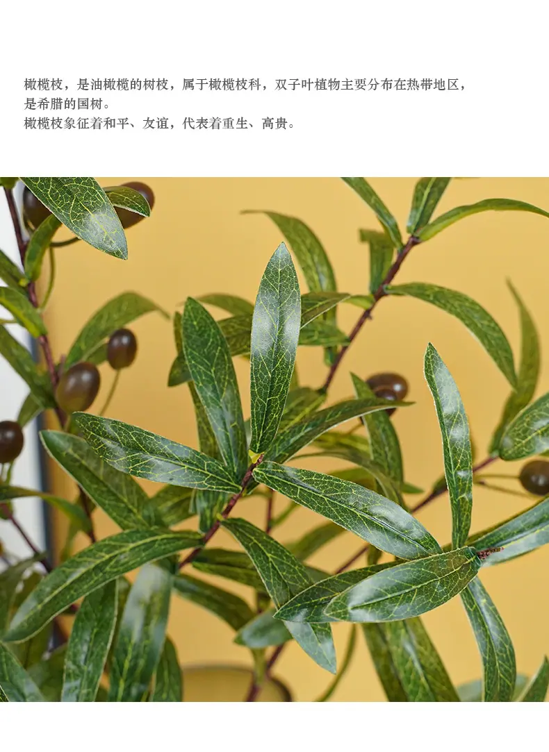 罗加4叉橄榄带果_02.jpg