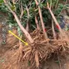 Plántulas de Cerezo Imperial Rojo de Una Pieza para Envío Directo, para Plantar en Jardines en el Norte y el Sur, Plántulas de Cerezo Frutal Injertadas Extra Grandes Resistentes al Frío