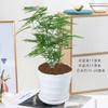 Auténtica planta de pimienta fragante en maceta para repeler mosquitos e insectos, planta perenne de interior fácil de cultivar, bonsái floral y verde para todas las estaciones.