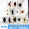 Resina de Venta Caliente Transfronteriza Muestras de Insectos Reales Araña Escorpión Saltamontes Regalo de Recompensa para Estudiantes de Primaria Regalo Artesanal