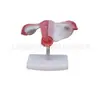 Modelo de útero grande natural modelo reproductivo femenino modelo anatómico modelo médico