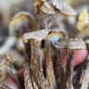 Especialidad de Yunnan Venta al por Mayor Hongos Astados, Hongos Silvestres, Hongos Comestibles para Sopa, Productos Secos, Paquete de 500g, Natural