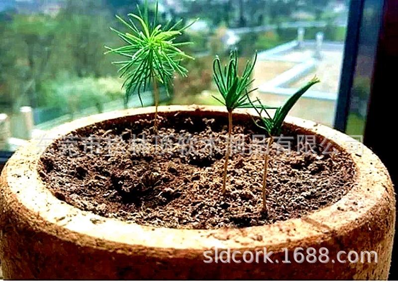 软木盆景绿植套件