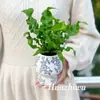 Samambaia Ninho de Pássaro é uma planta verde para a sala de estar, uma planta de interior em vaso que é fácil de manter e adiciona um toque de elegância à entrada da casa, ao banheiro, ao quarto ou ao espaço de trabalho.