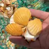 Artesanías de Caracolas Naturales Vendidas por Libra para Acuarios, Fotografía, Educación de Estudiantes y Niños, Minería y Uso Marino