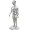 Fengfan 40cm Modelo de cuerpo humano de puntos de acupuntura de medicina china mapa de los doce meridianos modelo de puntos de acupuntura del cuerpo humano de cobre piel humana pequeña