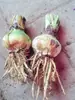 Plantas de amarílis importadas em vaso, bulbos de amarílis de flor dupla, disponíveis em várias cores, fáceis de cuidar, adequadas para cultivo interno e florescerão no mesmo ano.