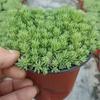 Sedum Chinês Premium Grama Buda Dourada Grama Neve Fina Grama Buda Folha Dourada Bandeja de Grama Buda Planta Cobertura de Solo Flor Resistente ao Frio Grama Espelho
