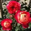 Mudas de Rosa, Trepadeiras, Mudas Pequenas, Frutíferas, Rosas Floridas para Varanda, Plantas em Vasos para Interior, Fácil de Cuidar em Todas as Estações, Flores, Rosas, Plantas Verdes
