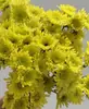 Atacado de Flores Margaridas Multicabeça, Entrega Direta de Yunnan, Cestas de Flores, Buquês, Arranjos para Vaso em Casa, Exposição em Banca, Compra em Grupo, Dropshipping de Uma Peça