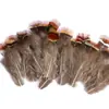 80 Tipos de Penas Naturais de Faisão, Penas Reais, Decorações Nativas Americanas, Acessórios DIY, Acessórios de Cabelo, Peças para Brinquedo de Vara para Gato
