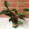 Diamante Vermelho Diamante Dourado Folha Grande Plantas Verdes em Vaso Flores Suporte de Chão Casa Quatro Estações Perene Fácil de Cuidar Plantas de Interior Plantas de Vaso de Interior
