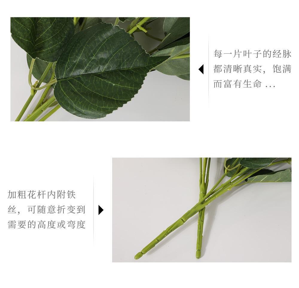 5头齿边绣球8.jpg