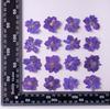Marcapáginas con forma de flor de Feiyan, flor seca en relieve, gel, funda para teléfono móvil, foto hecha a mano, cara decorativa, espécimen de planta