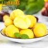Castañas Frescas Dandong 2024, Castañas Frescas, Castañas Tiernas Grandes, Castañas Silvestres, Castañas Nuevas de Cono de Aceite, Recién Cosechadas