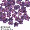 Mini Narciso Arte de Unha Flor Seca Planta Embossing Espécime Cola de Gotejamento Flor Seca Capa de Celular Material de Flor Real Bolsa diy