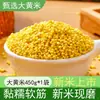 Millet Pegajoso Amarelo Autêntico, Millet da Nova Safra, 2,5kg Especialidade do Nordeste, Adequado para Fazer Bolinhos de Arroz, Grãos de Millet