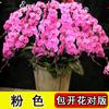 Cuatro Estaciones Flor de Falenopsis Plantas en Maceta para Ver Flores Interiores con Capullos Espada Floral Tipo de Flor Plántulas Grandes Envío Gratis Gran Venta Plantas Verdes