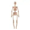 Modelo de Estructura de Órganos Internos Humanos Transfronterizo Material Didáctico Modelo de Estructura Facial Órganos Desmontables Cuerpo 3D Juguetes para Niños