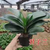 Planta de Clívia em vaso preciosa, muda madura para varanda interna, floresce no mesmo ano, variedade 'Monge de Cabeça Redonda', fácil de cuidar, uma boa planta verde