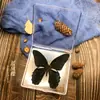 Caja transparente de ejemplares de mariposas auténticas, regalo de cumpleaños, adornos de insectos, accesorios de fotografía y manualidades para niños, estudiantes y profesores.
