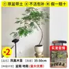 Plántulas de Banyan en Maceta Jacaranda Rojo Árbol Grande Plantas de Embellecimiento Sala de Estar Interior Plantas Verdes Paisajismo Árboles para Paisajismo de Puertas