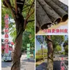 Videira tubo oco conduíte árvore videira Hubei casca de árvore mangueira tubo fio enrolado capa de cabo outro