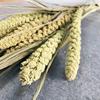 Espiga de mijo, flor seca natural de Yunnan, color arroz, ramo de flores, decoración del hogar, accesorios de tiro, inserción DIY