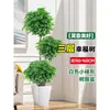 Árbol Feliz Sala de Estar en Maceta Planta Verde Grande y Vieja Oficina Árbol Seguro Planta Absorbente de Formaldehído Fácil de Mantener en Todas las Estaciones