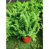 Helecho de Encaje en Maceta Helecho Riñón Malvavisco Helecho Marissa Hoja de Pluma Decoración Divertida Colgante Planta Popular Fácil de Criar