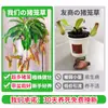Las plantas carnívoras en maceta son plantas verdes perennes que atrapan y comen insectos, repelen mosquitos y son fáciles de mantener en balcones y en interiores.. Son flores resistentes al calor