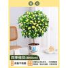 Plántulas de Osmanthus, Plantas en maceta de flor de Osmanthus de cuatro estaciones, Plántulas de Osmanthus de agosto, Árboles de Osmanthus dorado, Fáciles de cultivar en interiores, Patio de Osmanthus en flor