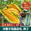 Croissant de Azúcar de Roca Semillas de Melón. Los agricultores en los campos de vegetales de Farmland cultivan semillas de melón croissant largas, dulces y altas en azúcar