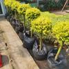 Dropshipping Flor Espejo Planta Árbol de Cera de Sichuan y Yunnan Ligustrum Oro Brillante Ciprés Azul Hielo Serie Piruleta Planta en Maceta Estilo Jardín