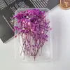 Flor eterna flor seca hierba de amante de las estrellas hortensia rosa pequeño ramo de flores abanico redondo cubierta de vidrio materiales hechos a mano DIY