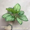 Plantas Verdes Artificiais, Bonsai de Folha Verde, Folhagem em Vaso, Projetos de Jardinagem Externa Estilo Floresta, Arranjos Florais para Casamentos ao Ar Livre, Decoração de Casa