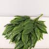Folhas de Ficus Artificiais Transfronteiriças Filme Único Folhas Falsas Flores Amazon Folhas de Ficus Artificiais Atacado