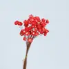 50 Flores de Estrella Brasileñas Secas, Flores Secas de Margarita Mini para Manualidades con Resina, Decoración del Hogar, Fotos, Aromaterapia y Flores Flotantes
