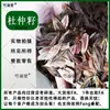Semillas de eucommia recién recolectadas en el pasado, semillas de eucommia de alta calidad, corteza de ceiba, corteza de árbol de algodón, árbol de caucho, material medicinal semillas de eucommia