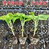 Mudas de Abóbora Branca de Alto Rendimento, Sementes de Melão de São Caetano, Mudas de Melão de São Caetano da Primavera, Mudas de Verduras Verdes, Mudas de Melão de Inverno de Polpa Grande