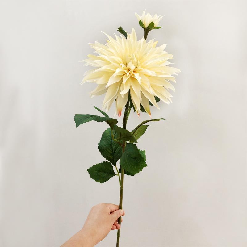 爱尔兰大理花香槟