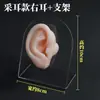 Modelo de ouvido silicone características faciais realistas material didático modelo display aparelho auditivo artificial orelha de prática limpeza de ouvido ensino adulto