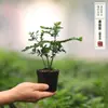 Bonsái Rojo Nan Seis Meses Nieve Árbol del Dinero Maceta Espárrago Material Plántulas Paisajismo de Interiores Micro-Paisaje Plantas Verdes Musgo