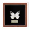 Especimen de Mariposa Real Colgante de Madera Estilo Nórdico Simple Moderno Regalo de Cumpleaños Marco de Fotos de Madera Simple