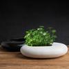 Cuenco de Cerámica de Nenúfar para Planta de Centella Hidropónica, Maceta Simple Creativa para Plantas Verdes en Casa Cultivadas en Agua