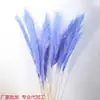 Caña Seca Flores Secas Cabello Gris Caña Grande Caña Seca Decoración de Boda Estilo Nórdico Tamaño Caña Seca Flores Secas Fábrica Venta al por Mayor