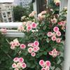Plántulas de Semilla de Luna Europea, Rosas Trepadoras, Plántulas de Rosa, Enredaderas, Florales de Floración de Cuatro Estaciones, Rosas de Balcón