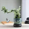 Planta Pequeña en Maceta con Borde Dorado Nieve de Junio Acantilado Raíz Elevada Escritorio Oficina Flor Interior Floración Tronco Viejo Significado Zen Bonsái